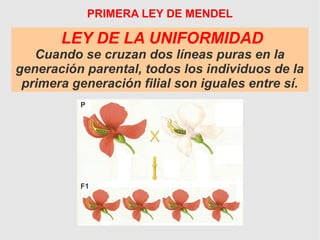P
F1
LEY DE LA UNIFORMIDAD
Cuando se cruzan dos líneas puras en la
generación parental, todos los individuos de la
primera generación filial son iguales entre sí.
PRIMERA LEY DE MENDEL
 
