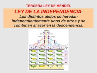 LEY DE LA INDEPENDENCIA:
Los distintos alelos se heredan
independientemente unos de otros y se
combinan al azar en la descendencia.
TERCERA LEY DE MENDEL
 