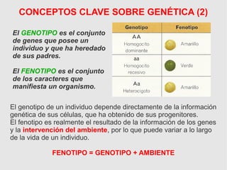 CONCEPTOS CLAVE SOBRE GENÉTICA (2)
El GENOTIPO es el conjunto
de genes que posee un
individuo y que ha heredado
de sus padres.
El FENOTIPO es el conjunto
de los caracteres que
manifiesta un organismo.
El genotipo de un individuo depende directamente de la información
genética de sus células, que ha obtenido de sus progenitores.
El fenotipo es realmente el resultado de la información de los genes
y la intervención del ambiente, por lo que puede variar a lo largo
de la vida de un individuo.
FENOTIPO = GENOTIPO + AMBIENTE
 