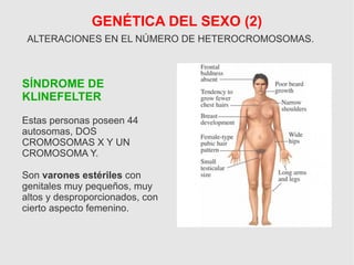 GENÉTICA DEL SEXO (2)
ALTERACIONES EN EL NÚMERO DE HETEROCROMOSOMAS.
SÍNDROME DE
KLINEFELTER
Estas personas poseen 44
autosomas, DOS
CROMOSOMAS X Y UN
CROMOSOMA Y.
Son varones estériles con
genitales muy pequeños, muy
altos y desproporcionados, con
cierto aspecto femenino.
 