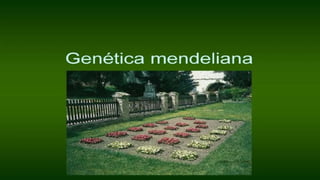 Genetica mendeliana mmb