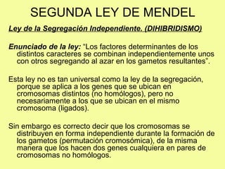 SEGUNDA LEY DE MENDEL
Ley de la Segregación Independiente. (DIHIBRIDISMO)
Enunciado de la ley: “Los factores determinantes de los
distintos caracteres se combinan independientemente unos
con otros segregando al azar en los gametos resultantes”.
Esta ley no es tan universal como la ley de la segregación,
porque se aplica a los genes que se ubican en
cromosomas distintos (no homólogos), pero no
necesariamente a los que se ubican en el mismo
cromosoma (ligados).
Sin embargo es correcto decir que los cromosomas se
distribuyen en forma independiente durante la formación de
los gametos (permutación cromosómica), de la misma
manera que los hacen dos genes cualquiera en pares de
cromosomas no homólogos.
 