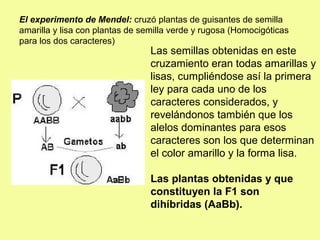 El experimento de Mendel: cruzó plantas de guisantes de semilla
amarilla y lisa con plantas de semilla verde y rugosa (Homocigóticas
para los dos caracteres)
Las semillas obtenidas en este
cruzamiento eran todas amarillas y
lisas, cumpliéndose así la primera
ley para cada uno de los
caracteres considerados, y
revelándonos también que los
alelos dominantes para esos
caracteres son los que determinan
el color amarillo y la forma lisa.
Las plantas obtenidas y que
constituyen la F1 son
dihíbridas (AaBb).
 