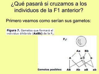 ¿Qué pasará si cruzamos a los
individuos de la F1 anterior?
Primero veamos como serían sus gametos:
 
