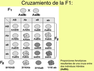 Cruzamiento de la F1:
Proporciones fenotípicas
resultantes de una cruza entre
dos individuos híbridos
(AaBb).
 