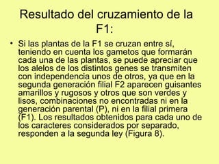 Resultado del cruzamiento de la
F1:
• Si las plantas de la F1 se cruzan entre sí,
teniendo en cuenta los gametos que formarán
cada una de las plantas, se puede apreciar que
los alelos de los distintos genes se transmiten
con independencia unos de otros, ya que en la
segunda generación filial F2 aparecen guisantes
amarillos y rugosos y otros que son verdes y
lisos, combinaciones no encontradas ni en la
generación parental (P), ni en la filial primera
(F1). Los resultados obtenidos para cada uno de
los caracteres considerados por separado,
responden a la segunda ley (Figura 8).
 
