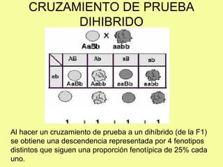 CRUZAMIENTO DE PRUEBA
DIHIBRIDO
Al hacer un cruzamiento de prueba a un dihíbrido (de la F1)
se obtiene una descendencia representada por 4 fenotipos
distintos que siguen una proporción fenotípica de 25% cada
uno.
 