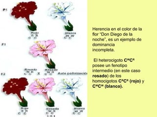 Herencia en el color de la
flor “Don Diego de la
noche”, es un ejemplo de
dominancia
incompleta.
El heterocigoto CW
CR
posee un fenotipo
intermedio (en este caso
rosado) de los
homocigotos CR
CR
(rojo) y
CW
CW
(blanco).
 