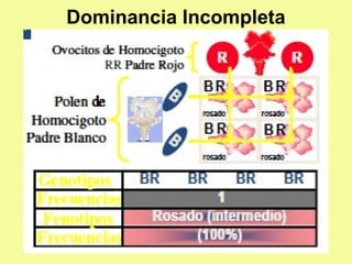 Dominancia Incompleta
 