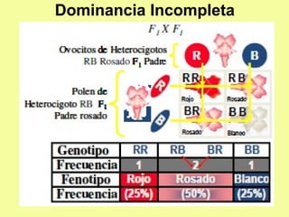 Dominancia Incompleta
 