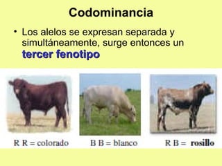 Codominancia
• Los alelos se expresan separada y
simultáneamente, surge entonces un
tercer fenotipotercer fenotipo
 