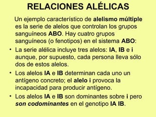 RELACIONES ALÉLICAS
Un ejemplo característico de alelismo múltiple
es la serie de alelos que controlan los grupos
sanguíneos ABO. Hay cuatro grupos
sanguíneos (o fenotipos) en el sistema ABO:
• La serie alélica incluye tres alelos: IA, IB e i
aunque, por supuesto, cada persona lleva sólo
dos de estos alelos.
• Los alelos IA e IB determinan cada uno un
antígeno concreto; el alelo i provoca la
incapacidad para producir antígeno.
• Los alelos IA e IB son dominantes sobre i pero
son codominantes en el genotipo IA IB.
 