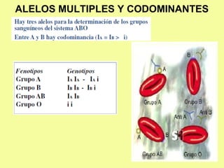 ALELOS MULTIPLES Y CODOMINANTES
 