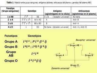 Fenotipos Genotipos
Grupo A I A
I A
; IA
I O
(I A
i)
Grupo B I B
I B
; I B
I O
(I B
i)
Grupo
AB
I A
I B
Grupo O I O
I O
(i i)
Grupo BGrupo A
Grupo AB
Grupo O
Donante universal
Receptor universal
 