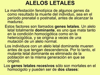 ALELOS LETALES
La manifestación fenotípica de algunos genes da
como resultado la muerte del individuo, sea en el
período prenatal o postnatal, antes de alcanzar la
madurez.
Estos factores son llamados genes letales. Un alelo
letal totalmente dominante, es uno que mata tanto
en la condición homocigótica como en la
heterocigótica, y se origina a veces de una
mutación de un alelo normal.
Los individuos con un alelo letal dominante mueren
antes de que tengan descendencia. Por lo tanto, el
mutante letal dominante es eliminado de la
población en la misma generación en que se
originó.
Los genes letales recesivos sólo son mortales en el
homocigoto y pueden ser de dos clases:
 