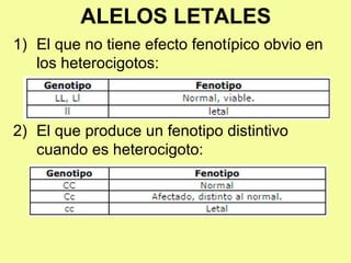 ALELOS LETALES
1) El que no tiene efecto fenotípico obvio en
los heterocigotos:
2) El que produce un fenotipo distintivo
cuando es heterocigoto:
 