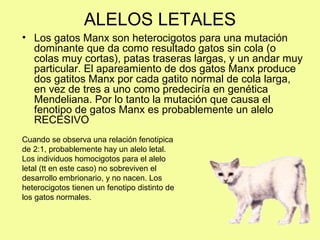 ALELOS LETALES
• Los gatos Manx son heterocigotos para una mutación
dominante que da como resultado gatos sin cola (o
colas muy cortas), patas traseras largas, y un andar muy
particular. El apareamiento de dos gatos Manx produce
dos gatitos Manx por cada gatito normal de cola larga,
en vez de tres a uno como predeciría en genética
Mendeliana. Por lo tanto la mutación que causa el
fenotipo de gatos Manx es probablemente un alelo
RECESIVO
Cuando se observa una relación fenotipica
de 2:1, probablemente hay un alelo letal.
Los individuos homocigotos para el alelo
letal (tt en este caso) no sobreviven el
desarrollo embrionario, y no nacen. Los
heterocigotos tienen un fenotipo distinto de
los gatos normales.
 