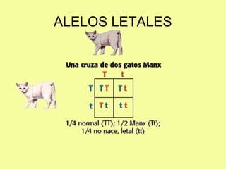 ALELOS LETALES
 