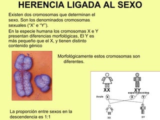 HERENCIA LIGADA AL SEXO
Morfológicamente estos cromosomas son
diferentes.
Existen dos cromosomas que determinan el
sexo. Son los denominados cromosomas
sexuales (“X” e “Y”).
En la especie humana los cromosomas X e Y
presentan diferencias morfológicas, El Y es
más pequeño que el X, y tienen distinto
contenido génico
La proporción entre sexos en la
descendencia es 1:1
 