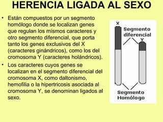 • Están compuestos por un segmento
homólogo donde se localizan genes
que regulan los mismos caracteres y
otro segmento diferencial, que porta
tanto los genes exclusivos del X
(caracteres ginándricos), como los del
cromosoma Y (caracteres holándricos).
• Los caracteres cuyos genes se
localizan en el segmento diferencial del
cromosoma X, como daltonismo,
hemofilia o la hipertricosis asociada al
cromosoma Y, se denominan ligados al
sexo.
HERENCIA LIGADA AL SEXO
 