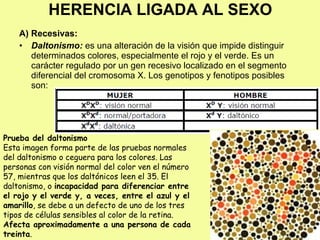 A) Recesivas:
• Daltonismo: es una alteración de la visión que impide distinguir
determinados colores, especialmente el rojo y el verde. Es un
carácter regulado por un gen recesivo localizado en el segmento
diferencial del cromosoma X. Los genotipos y fenotipos posibles
son:
HERENCIA LIGADA AL SEXO
Prueba del daltonismo
Esta imagen forma parte de las pruebas normales
del daltonismo o ceguera para los colores. Las
personas con visión normal del color ven el número
57, mientras que los daltónicos leen el 35. El
daltonismo, o incapacidad para diferenciar entre
el rojo y el verde y, a veces, entre el azul y el
amarillo, se debe a un defecto de uno de los tres
tipos de células sensibles al color de la retina.
Afecta aproximadamente a una persona de cada
treinta.
 
