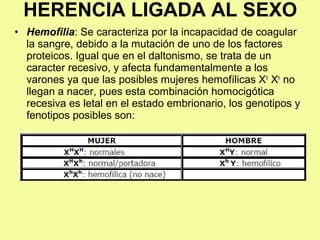 • Hemofilia: Se caracteriza por la incapacidad de coagular
la sangre, debido a la mutación de uno de los factores
proteicos. Igual que en el daltonismo, se trata de un
caracter recesivo, y afecta fundamentalmente a los
varones ya que las posibles mujeres hemofílicas Xh
Xh
no
llegan a nacer, pues esta combinación homocigótica
recesiva es letal en el estado embrionario, los genotipos y
fenotipos posibles son:
HERENCIA LIGADA AL SEXO
 