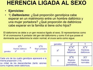 • Ejercicios:
• 1) Daltonismo: ¿Qué proporción genotípica cabe
esperar en un matrimonio entre un hombre daltónico y
una mujer portadora? ¿Qué proporción de daltónicos
cabe esperar en la familia si tiene ocho hijos?
HERENCIA LIGADA AL SEXO
El daltonismo se debe a un gen recesivo ligado al sexo. Si representamos como
Xd
el cromosoma X portador del gen del daltonismo y como X el que posee el
dominante que determina la visión normal, el cruce sería como sigue:
 