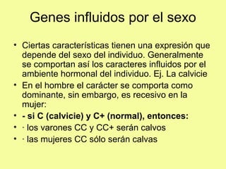 Genes influidos por el sexo
• Ciertas características tienen una expresión que
depende del sexo del individuo. Generalmente
se comportan así los caracteres influidos por el
ambiente hormonal del individuo. Ej. La calvicie
• En el hombre el carácter se comporta como
dominante, sin embargo, es recesivo en la
mujer:
• - si C (calvicie) y C+ (normal), entonces:
• · los varones CC y CC+ serán calvos
• · las mujeres CC sólo serán calvas
 