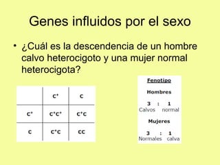 Genes influidos por el sexo
• ¿Cuál es la descendencia de un hombre
calvo heterocigoto y una mujer normal
heterocigota?
 