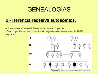 2.- Herencia recesiva autosómica.
GENEALOGÍAS
Ambos sexos se ven afectados en la misma proporción.
· Dos progenitores que presenten el rasgo dan una descendencia 100%
afectada.
 