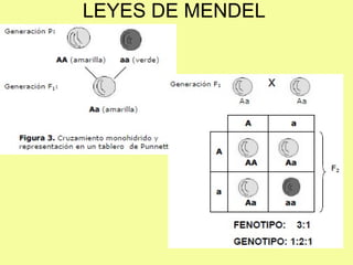 LEYES DE MENDEL
 