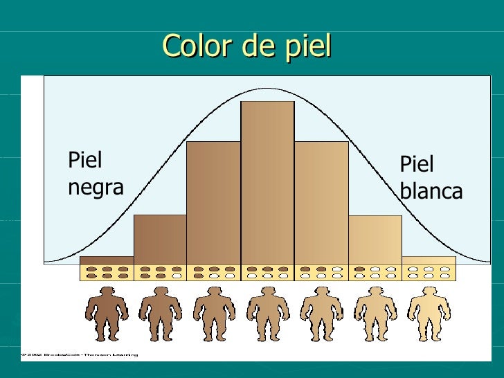 Poligenia