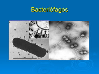 Bacteriófagos
 