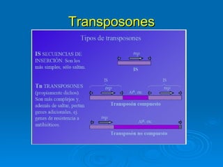 Transposones
 
