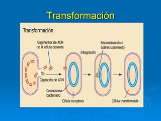 Transformación
 