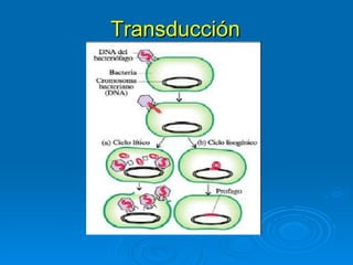 Transducción
 