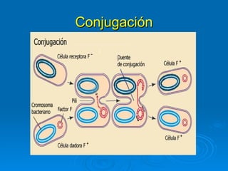 Conjugación
 