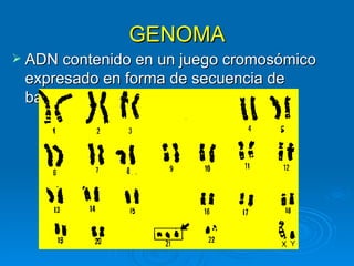 GENOMA
 ADN contenido en un juego cromosómico
 expresado en forma de secuencia de
 bases.
 