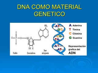 DNA COMO MATERIAL
     GENETICO
 