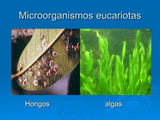 Microorganismos eucariotas




 Hongos           algas
 