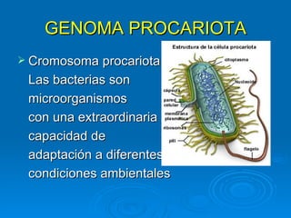GENOMA PROCARIOTA
 Cromosoma procariota.
 Las bacterias son
 microorganismos
 con una extraordinaria
 capacidad de
 adaptación a diferentes
 condiciones ambientales
 