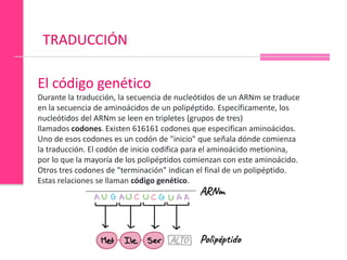 genetica microbiana.Procesos genéticos, como replicacion ...