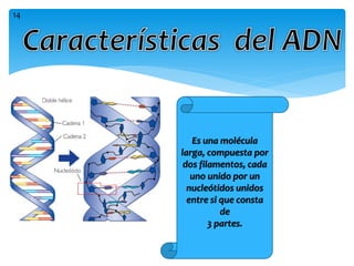 Es una molécula
larga, compuesta por
dos filamentos, cada
uno unido por un
nucleótidos unidos
entre si que consta
de
3 partes.
14
 