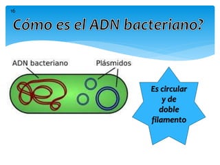Es circular
y de
doble
filamento
16
 