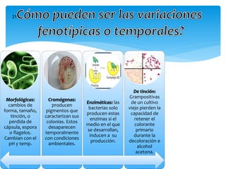De tinción:
Grampositivas
de un cultivo
viejo pierden la
capacidad de
retener el
colorante
primario
durante la
decoloración e
alcohol
acetona.
Enzimáticas: las
bacterias solo
producen estas
enzimas si el
medio en el que
se desarrollan,
inducen a su
producción.
Cromógenas:
producen
pigmentos que
caracterizan sus
colonias. Estos
desaparecen
temporalmente
con condiciones
ambientales.
Morfológicas:
cambios de
forma, tamaño,
tinción, o
perdida de
cápsula, espora
o flagelos.
Cambian con el
pH y temp.
21
 