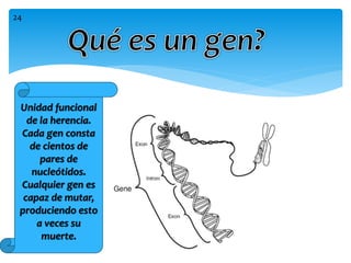 Unidad funcional
de la herencia.
Cada gen consta
de cientos de
pares de
nucleótidos.
Cualquier gen es
capaz de mutar,
produciendo esto
a veces su
muerte.
24
 