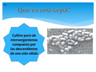Cultivo puro de
microorganismos
compuesto por
los descendientes
de una sola célula
26
 