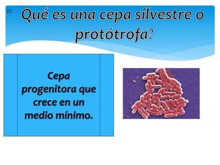 Cepa
progenitora que
crece en un
medio mínimo.
27
 