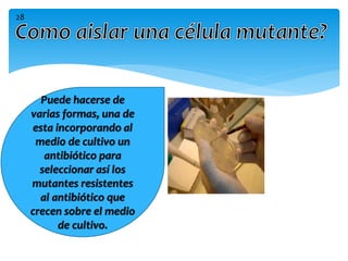 Puede hacerse de
varias formas, una de
esta incorporando al
medio de cultivo un
antibiótico para
seleccionar así los
mutantes resistentes
al antibiótico que
crecen sobre el medio
de cultivo.
28
 