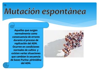 Aquellas que surgen
normalmente como
consecuencia de errores
durante el proceso de
replicación del ADN.
Ocurren en condiciones
normales de cultivo y
existen varias situaciones
que cambian la secuencia
de bases Purina- pirimidina
del ADN.
29
 